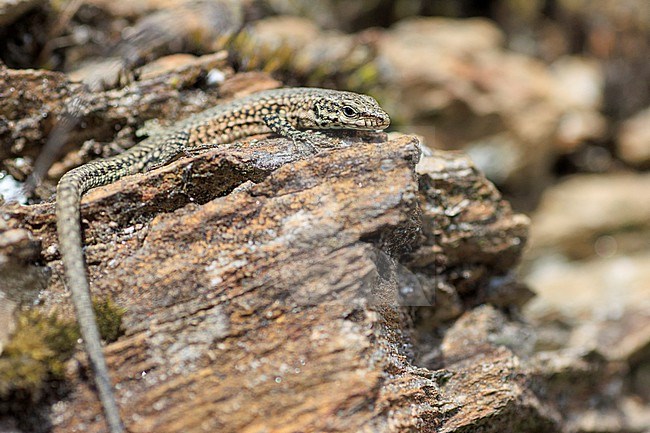 Catalonian Wall Lizard (Podarcis liolepis cebennensis) taken the 24/05/2022 at Cevennes - France. stock-image by Agami/Nicolas Bastide,