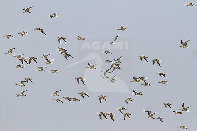 Bar-tailed Godwit - Pfuhlschnepfe - Limosa lapponica stock-image by Agami/Ralph Martin,