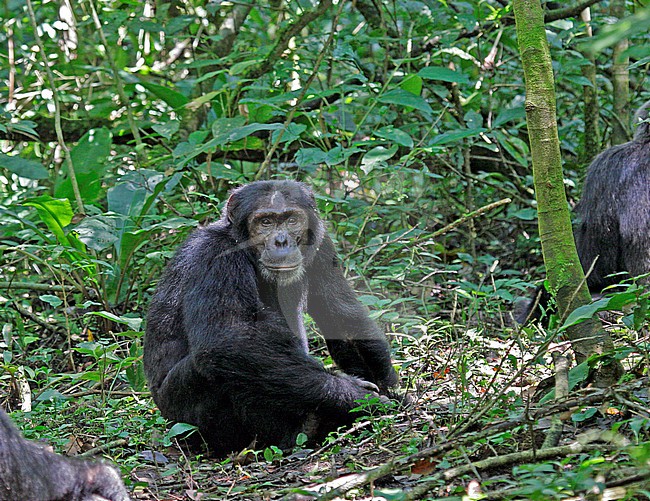 Chimpanzee in a tree in Uganda stock-image by Agami/Pete Morris,