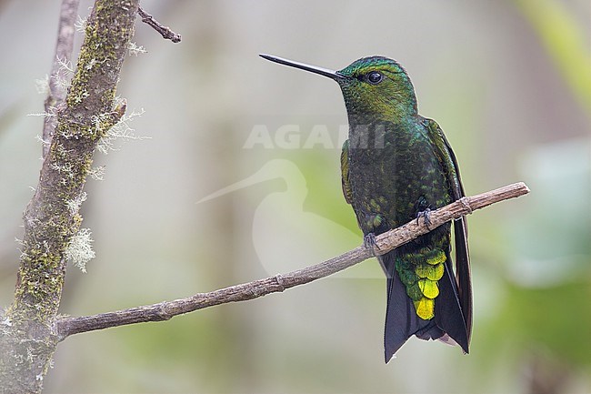 A male Black-thighed Puffleg (Eriocnemis derbyi) at PNN Los Nevados, Colombia. IUCN Status Near Threatened. stock-image by Agami/Tom Friedel,