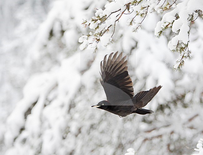 Zwarte Specht vliegend door bos; Black Woodpecker flying through forest stock-image by Agami/Markus Varesvuo,