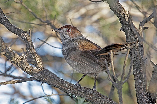 Rufous Bristlebird (Dasyornis broadbenti) an endemic of Australia and threatened by habitat destruction. stock-image by Agami/Pete Morris,