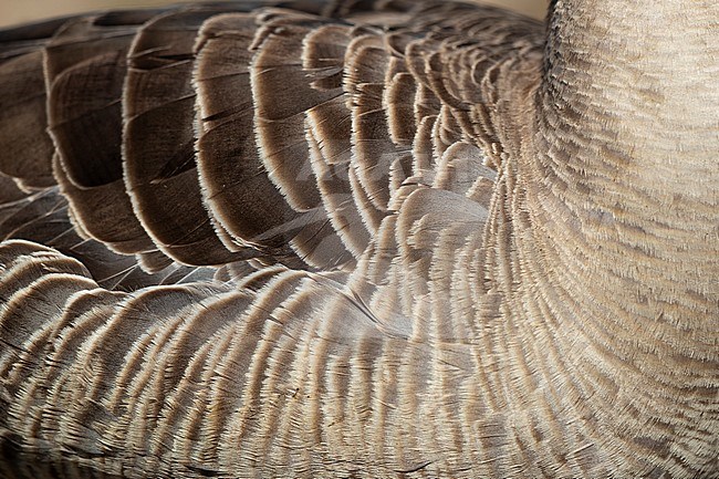 A portrait of a Greylag Goose (Anser anser) stock-image by Agami/Mathias Putze,