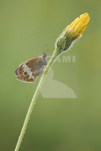 tweekleurig hooibeestje; Pearly Heath; stock-image by Agami/Walter Soestbergen,
