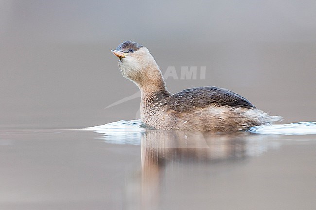 Little Grebe - Zwergtaucher - Tachybaptus ruficollis ssp. ruficollis, France, adult winter plumage stock-image by Agami/Ralph Martin,