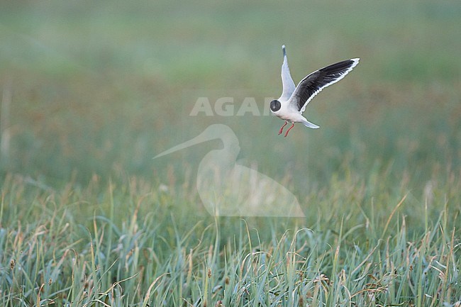 Dwergmeeuw, Little Gull, Hydrocoloeus minutus, Russia (Tscheljabinsk), adult stock-image by Agami/Ralph Martin,