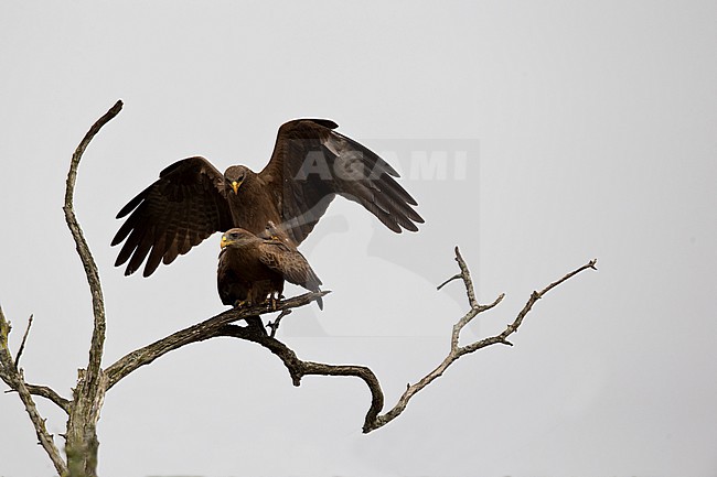 Copulating Yellow-billed Kite (Milvus migrans parasiticus) at Lake Mburo in Uganda stock-image by Agami/Mathias Putze,