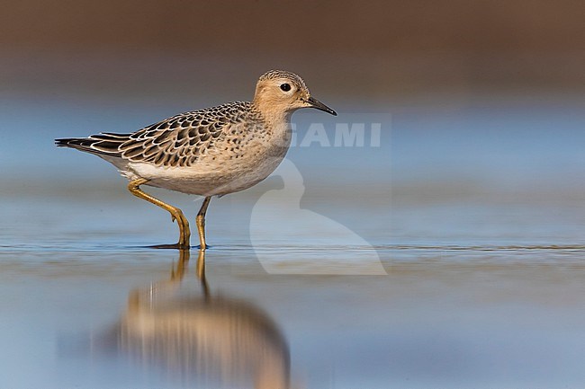 Buff-breasted Sandpiper, Tringites subruficollis, in Italy. Vagrant from North-America. Wading in shallow water. stock-image by Agami/Daniele Occhiato,