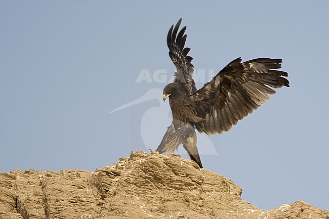 Bastaardarend in vlucht; Greater Spotted Eagle in flight stock-image by Agami/Daniele Occhiato,