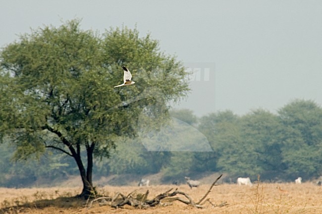 Steppekiekedief in landschap;Pallid Harrier in landscape stock-image by Agami/Marc Guyt,