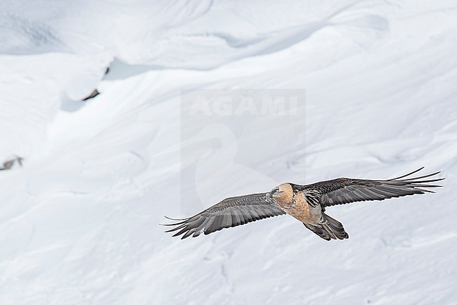 Adult  Bearded Vulture (Gypaetus barbatus) flying over snow covered moutain landscape in the swiss alps. stock-image by Agami/Marcel Burkhardt,