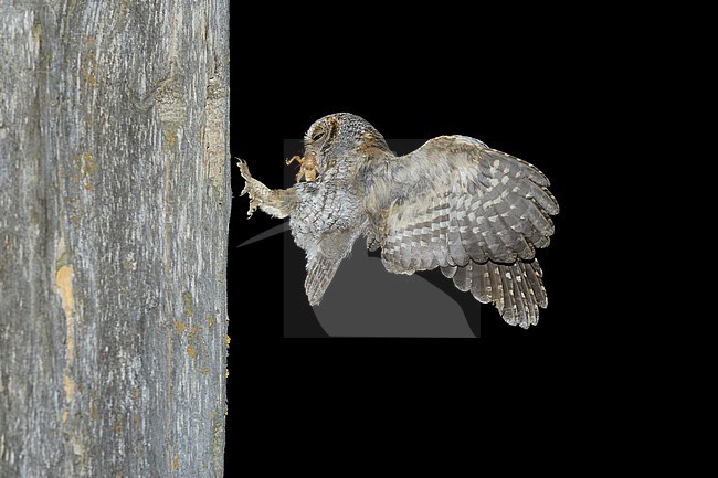 Flammulated Owl, Psiloscops flammeolus, in the United States. stock-image by Agami/Brian E Small,