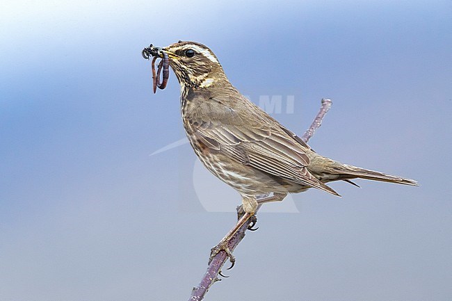Adult Icelandic Redwing (Turdus iliacus coburni) on Iceland. Perched on a branch. stock-image by Agami/Daniele Occhiato,