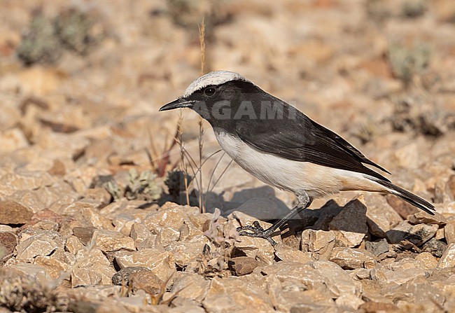 Arabian Wheatear (Oenanthe lugentoides) is a split from the Mourning Wheatear. This is a male. stock-image by Agami/Eduard Sangster,