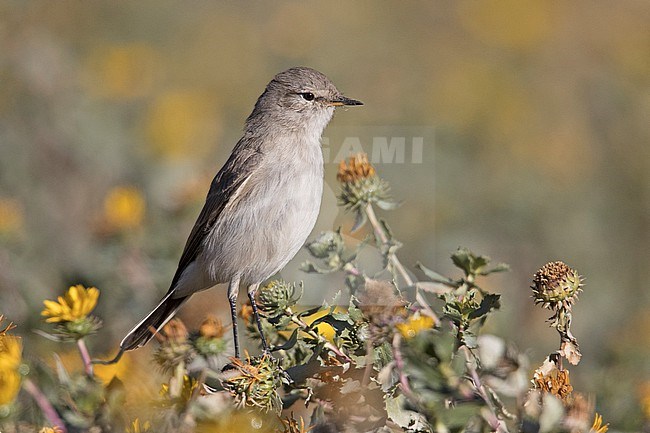 Spot-billed Ground Tyrant (Muscisaxicola maculirostris maculirostris) at Colca Canyon, Peru. stock-image by Agami/Tom Friedel,