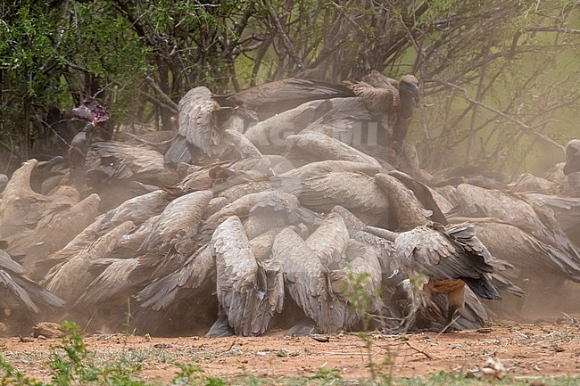 White-backed Vulture (Gyps africanus), a flock feeding on a carcass, Mpumalanga, South Africa stock-image by Agami/Saverio Gatto,