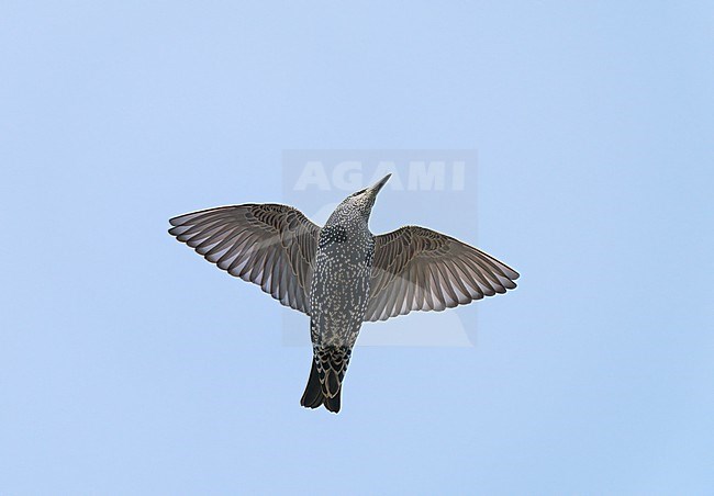 Adult Common Starling (Sturnus vulgaris) in winterplumage flying, migrating in blue sky stock-image by Agami/Ran Schols,