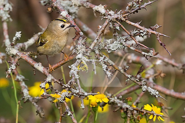 A little Goldcrest is seen in a thorny sea buckthorn bush against a background with yellow flowers. Its bright yellow crown is standing out. stock-image by Agami/Jacob Garvelink,
