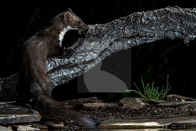 Beech Marten (Martes foina) during the night in Extremadura, Spain. stock-image by Agami/Oscar Díez,