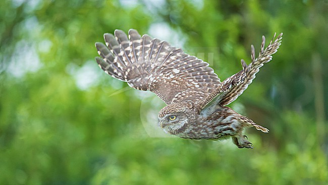 Little Owl (Athene noctua) in flight stock-image by Agami/Lennart Verheuvel,
