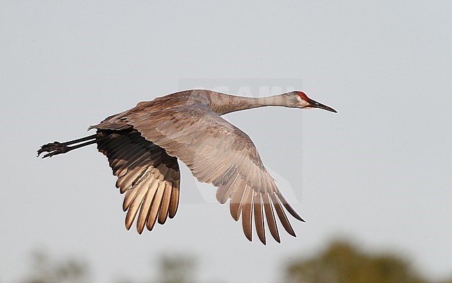 Florida Sandhill Crane, Grus canadensis pratensis, adult in flight in Florida USA. Showing upperwing stock-image by Agami/Helge Sorensen,