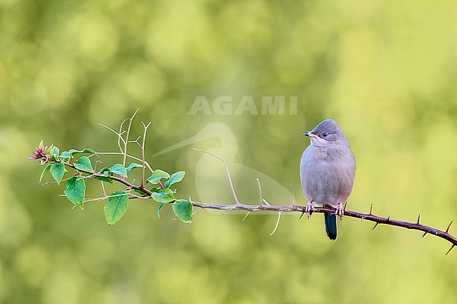 Female Grey Hypocolius (Hypocolius ampelinus) perched on a branch against a green colored natural background, Kuwait stock-image by Agami/Tomas Grim,