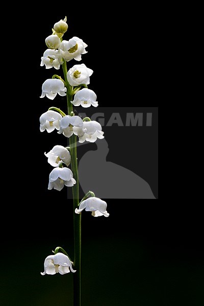 Lily-of-the-valley stock-image by Agami/Wil Leurs,