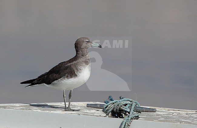 Sooty Gull (Ichthyaetus hemprichii) standing on boat at Dibba Harbor, UAE stock-image by Agami/Helge Sorensen,