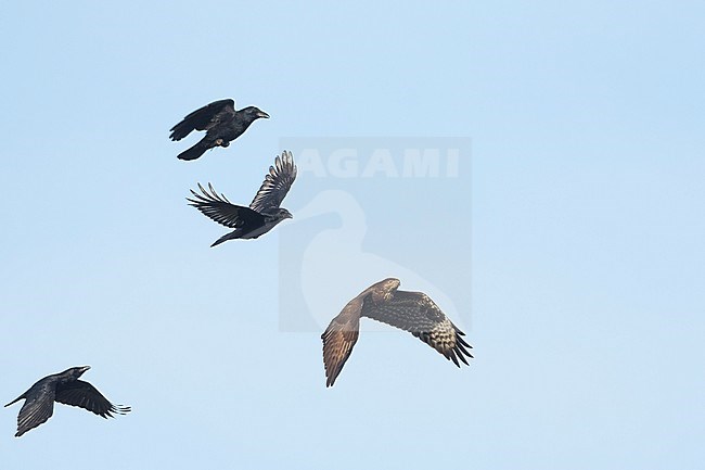 Carrion Crow (Corvus corone ssp. corone,) Germany (Schleswig-Holstein), adult, chasing Common Buzzard stock-image by Agami/Ralph Martin,