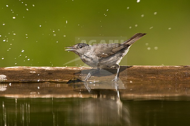 Zwartkop man wassend; Blackcap male bading stock-image by Agami/Marc Guyt,
