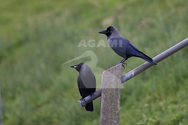 Huiskraai; Corvus splendens; House Crow; invasieve soort; plaag; faunavervalsing; bootvluchteling; kraaiachtigen; aaseters; alleseter; afval; plaatselijk avifauna; india; havens; Rotterdam; vogel; natuur; dier; gevaar; exponentiele groei; exoot; slechte naam; agressief; mens en vogel; crows; scanvenger; India; harbours; bird; nature; animal; danger; exotic; avian; bad name; agressive; human and bird stock-image by Agami/Harvey van Diek,