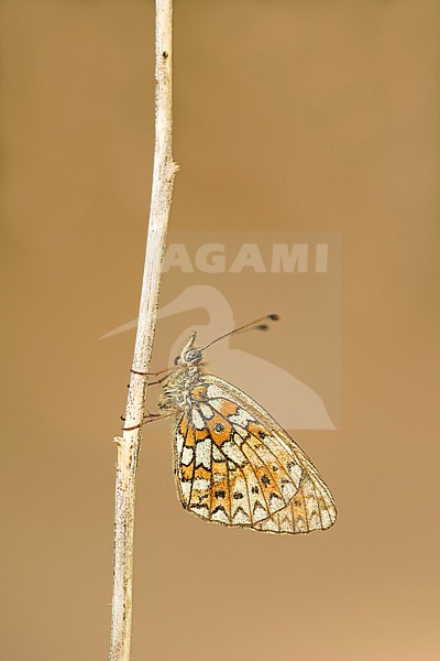 Zilveren maan; Small Pearl-bordered Fritillary; Boloria selene stock-image by Agami/Walter Soestbergen,