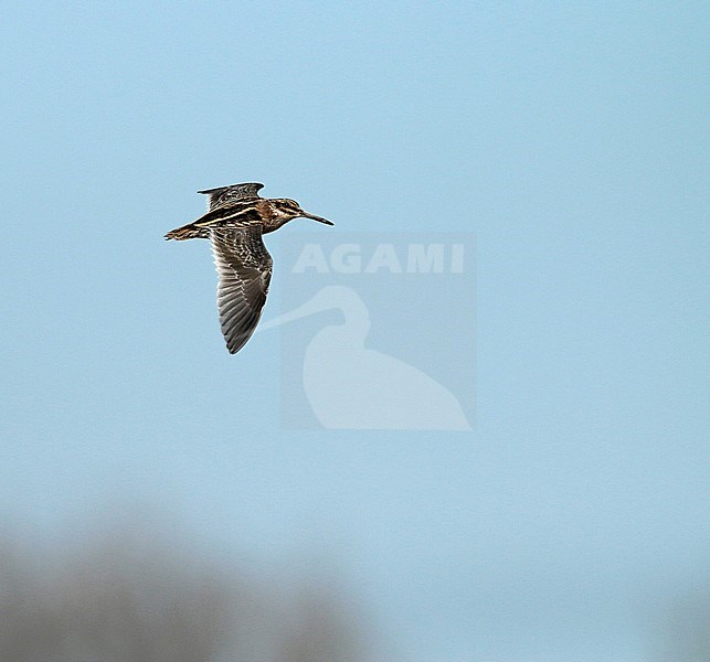 Jack Snipe (Lymnocryptes minimus) in flight, seen from the side and showing upperwing. stock-image by Agami/Fred Visscher,