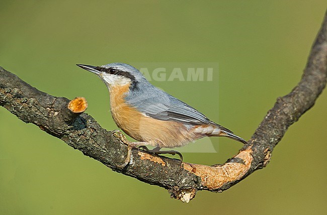 European Nuthatch (Sitta europaea) stock-image by Agami/Alain Ghignone,