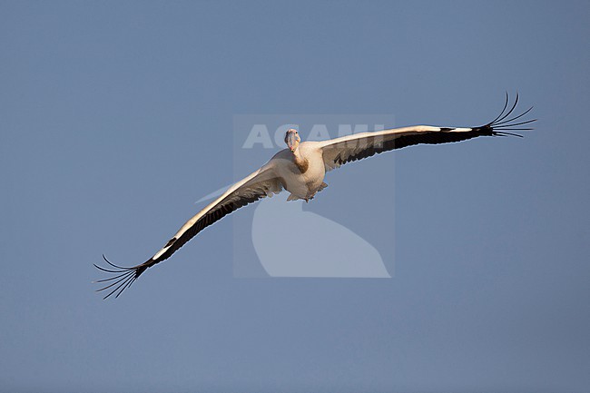 great white pelican (Pelecanus onocrotalus), also known as the eastern white pelican, rosy pelican or simply white pelican in flight above of Lake Chamo in Ethiopia stock-image by Agami/Mathias Putze,