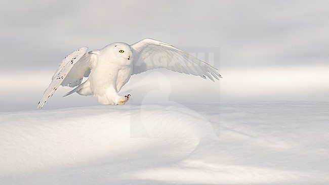 Snowy Owl (Bubo scandiacus) in snow covered landscape in Ontario Canada. stock-image by Agami/Marcel Burkhardt,
