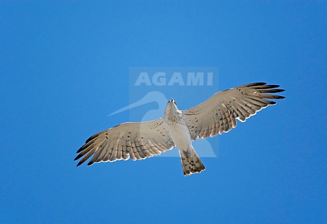 Slangenarend; Short-toed Eagle stock-image by Agami/Markus Varesvuo,