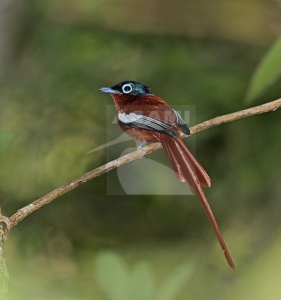 Male Madagascar Paradise Flycatcher (Terpsiphone mutata) also known as Malagasy paradise flycatcher, perched on  a twig in Madagascar. stock-image by Agami/Pete Morris,