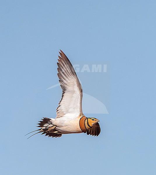 Pin-tailed Sandgrouse (Pterocles alchata) in steppes near Belchite in Spain. stock-image by Agami/Marc Guyt,