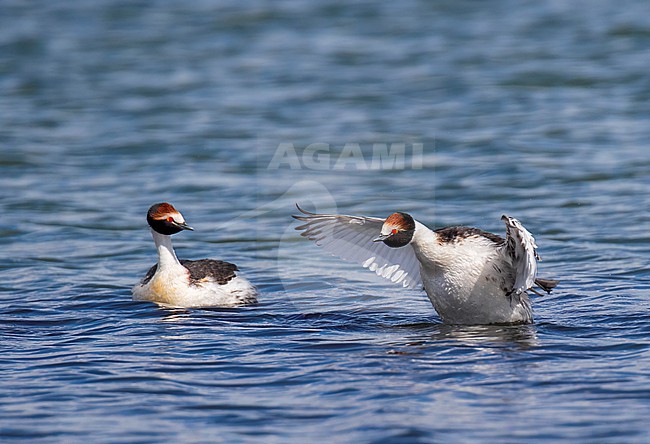 Critically Endangered Hooded Grebe (Podiceps gallardoi) at a Patagonian lake in southern Argentina. stock-image by Agami/Dani Lopez-Velasco,