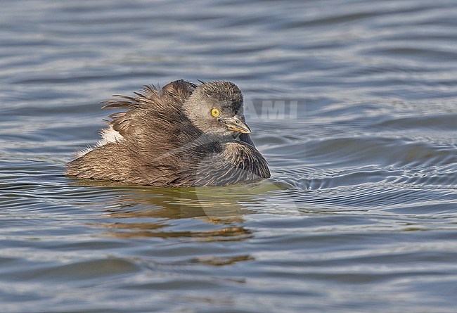 Least Grebe (Tachybaptus dominicus) in Western Mexico. Swimming in a lake. stock-image by Agami/Pete Morris,