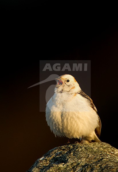 Mannetje Sneeuwgors zingend;Male Snow Bunting singing stock-image by Agami/Danny Green,