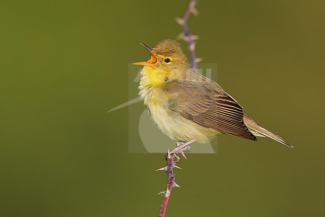 Singing male Melodious Warbler (Hippolais polyglotta) perched on a small branch in Italy. stock-image by Agami/Daniele Occhiato,