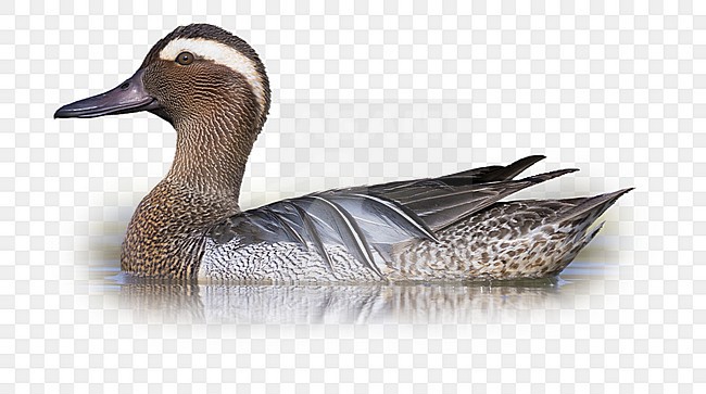 Garganey (Anas querquedula), adult male swimming in a swamp stock-image by Agami/Arie Ouwerkerk,