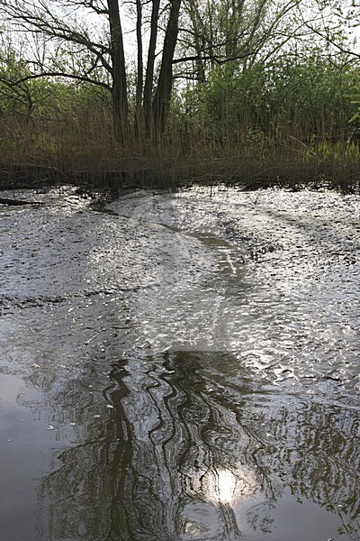 Low tide at NP de Biesbosch Netherlands, Laagwater in NP de Biesbosch Nederland stock-image by Agami/Jacques van der Neut,