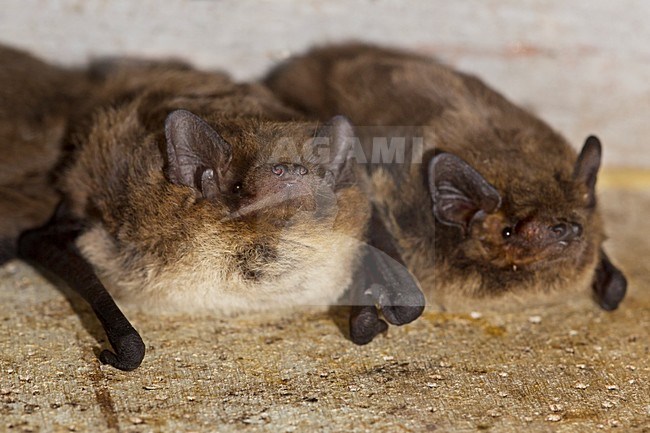 Ruige dwergvleermuis in vleermuiskast, Nathusius' pipistrelle in batbox stock-image by Agami/Theo Douma,