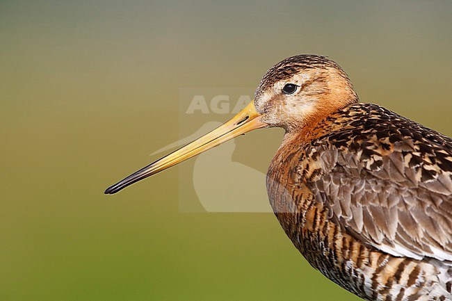Portrait of an adult Black-tailed Godwit (Limosa limosa) in a meadow the Netherlands. stock-image by Agami/Chris van Rijswijk,