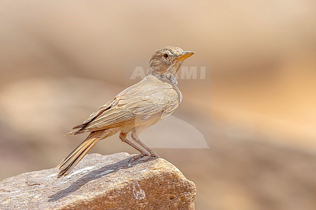 Damergu Desert Lark (Ammomanes deserti geyri) sitting on a rock in North of Atar, Adrar, Mauritania. stock-image by Agami/Vincent Legrand,