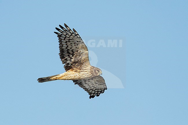Adult female Northern Harrier (Circus hudsonius) in flight, showing under wing.
Riverside Co., CA
November 2016 stock-image by Agami/Brian E Small,