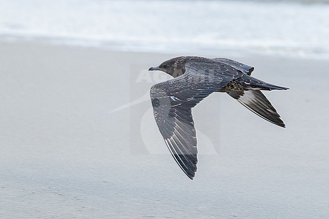  stock-image by Agami/Menno van Duijn,